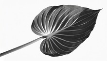 Elegant Hosta Leaf In Black And White