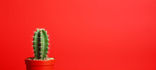 Cactus On Red Background In A Pot, Generative AI