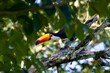 Toucan toco (Ramphastos toco) peaking through rainforest leaves in brazil close to the famous iguazu waterfalls