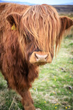 Fototapeta Miasto - Highland Cow with Flowing Auburn Hair

