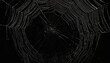© sailor - spider web on dark background
