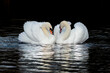 Couple of mute swans exhibit mating behavior in the water