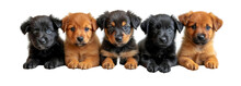 Dogs, Cute Puppies In A Row Isolated On White Transparent, PNG