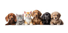 Cute Pets Domestic Animals, Puppies And Kittens In A Row Isolated On White Transparent, PNG