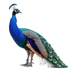 Wall Mural - beautiful peacock isolated on white