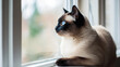 A Siamese cat perched gracefully on a windowsill gazing outside its blue eyes reflecting the morning light.
