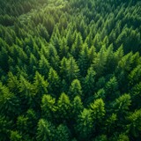 Fototapeta Las - Aerial view of a green boreal forest