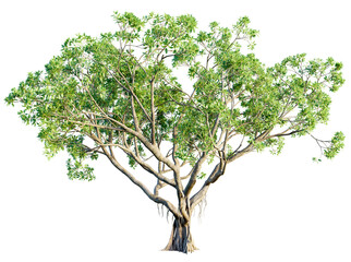 ficus tree 4k png