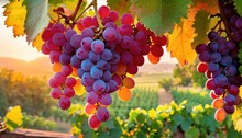  A Bunch Of Grapes Hanging From A Vine In A Vineyard With The Sun Shining Through The Leaves And The Vines In The Foreground, With A Vineyard In The Background.