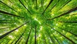 © Jevjenijs - a view looking up into the canopy of a green forest with lots of trees in the foreground and the tops of the trees in the middle of the foreground.