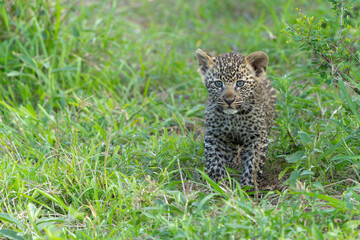 Poster - Leopard cub on the move. This very young Leopard cub was following his mother cautiously and uneasily in Sabi Sands Game Reserve in the greater Kruger region in South Africa     