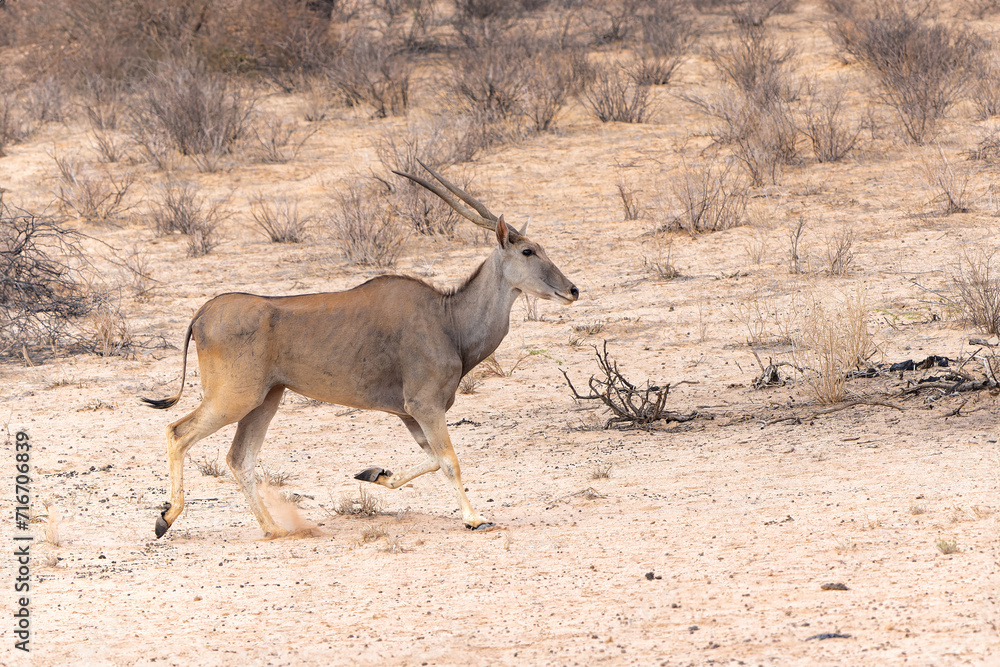 Common eland, also known as the southern eland or eland antelope (Taurotragus oryx) startled by a lion at a waterhole in the Kgalagadi Transfrontier Park in South Africa.