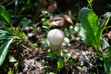 Lycoperdon Perlatum Mushroom, Popularly Known As The Common Puffball, Warted Puffball, Gem-studded Puffball Or Devil's Snuff-box, Is A Species Of Puffball Fungus In The Family Agaricaceae