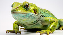 Green Frog On White Background