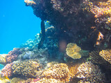 Fototapeta Do akwarium - Beautiful fish in the coral reef of the Red Sea