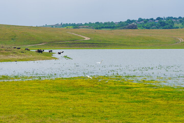 Wall Mural - Lake or pond. Background with selective focus and copy space