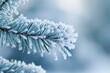 Close-up of a frosty pine needle with ice crystals, against a soft-focus winter background.
