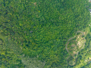 Wall Mural - Aerial view Drone camera top view rainforest trees ecology with healthy environment concept and summer background