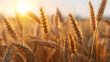 Wheat field and sunset,,
Ears of golden wheat on the field at sunset Nature background