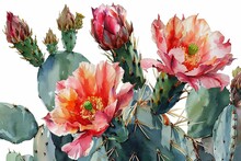 Watercolor Flower Cactus Plants And Cactus Pots Cartoon Set Illustration On White Background