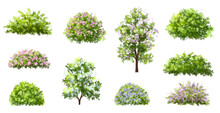 Vector Watercolor Blooming Flower Tree Or Forest Side View Isolated On White Background For Landscape And Architecture Drawing,elements For Environment Or And Garden,shrub For Section ,Set Of Floral