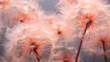 Dandelions in the trendy color of 2024 peach fluff. Gentle Persian dandelions on a gray background