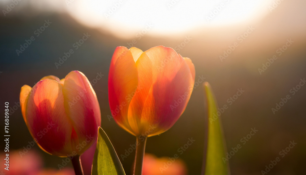 A vibrant tulips bask in the soft glow of sunset, their petals a blend ...