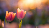 Fototapeta Kwiaty - A vibrant tulips bask in the soft glow of sunset, their petals a blend of orange and pink hues, amidst a soft-focus garden. Ideal for spring themes, conveying renewal and beauty.