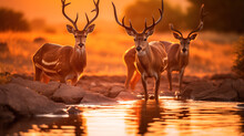 Antelope At Sunset