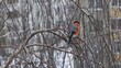 A bullfinch sits on a birch branch in the wind and flies away..j