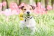 Dog holding spring flower bouquet as springtime holiday gift