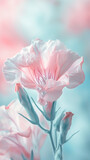 Fototapeta Tulipany - Pastel carnation.
