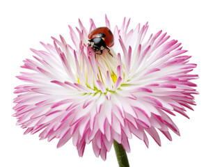 Canvas Print - Ladybug on the chamomiles flower