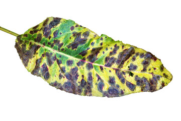 Wall Mural - autumn leaf in fall colour during november, macro close up cut out and isolated on a transparent bac
