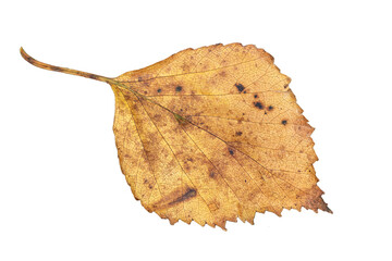 Wall Mural - autumn leaf in fall colour during november, macro close up cut out and isolated on a transparent bac
