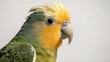 © LeoArtes - Cockatiel