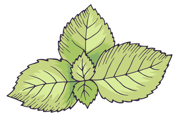 Sticker - Mint leaves. Green spearmint drawing. Natural botany