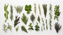 Fresh Organic Mediterranean Herbs And Spices Elements