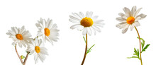 Set Of Daisies Isolated On White Background