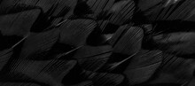 Black Feathers With An Interesting Pattern. Background