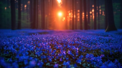 Poster -  the sun shines brightly through the trees in a forest filled with blue flowers in the foreground, while the sun shines brightly through the trees in the background.