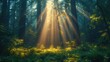  a sunbeam in the middle of a forest filled with lots of green trees and tall, thin, thin, thin, and thin trees with bright beams of light coming from the top of the trees.