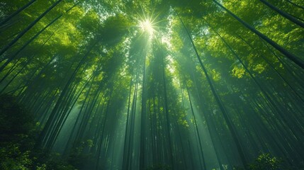 Poster -  the sun shines through the tall trees in a forest of tall, green trees, in the foreground, is the sun shining through the canopy of the canopy of the trees.