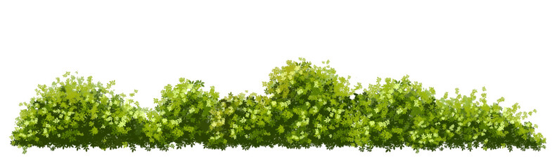 Wall Mural - green grass isolated on white background, backdrop,eco environment concept design,watercolor greener