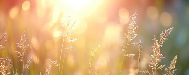 Sticker - Meadow graced with grass nature meets summer sun sunlight casting glow on every plant yellow hues in field at sunset landscape backdrop to autumn charm sunny days