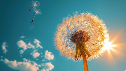 Poster -  a dandelion blowing in the wind with a blue sky in the back ground and clouds in the back ground and a bright sun shining on the top of the dandelion.