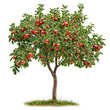 © Piyapa - high quality apple tree PNG transparent background for drag and drop