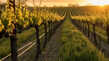 Spring Vineyard At Sunset, Rows Of Grapevines, Golden Light Casting Long Shadows, Tranquil And Promising.