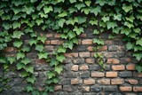 Fototapeta  - Detailed image of an old brick wall with a creeping ivy, emphasizing the contrast and texture