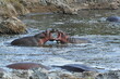 © Alinda - hippopotamus in river